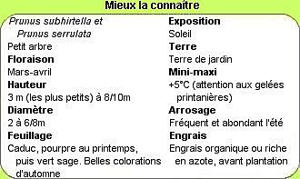 Tout Savoir sur ces cerisiers en 1 clic !