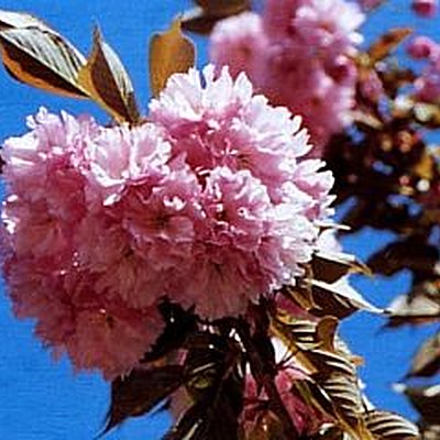 Fleur de cerisier d'ornement Fleur de cerisier d'ornement