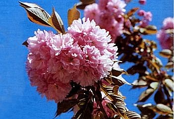 Fleur de cerisier d'ornement