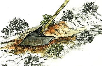 L'outil adéquat pour le buttage de pommes de terre