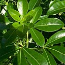 L e Choisya, l'oranger du Mexique le plus courant, aux feuilles vert foncé brillant.