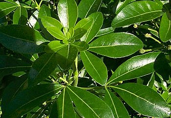 L e Choisya, l'oranger du Mexique le plus courant, aux feuilles vert foncé brillant.