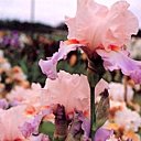 Iris Sweet Musette, rose et lavande