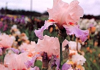 Iris Sweet Musette, rose et lavande