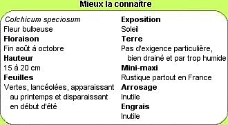Mieux connaître les colchiques en 1 clic !