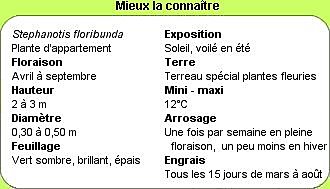 Tout savoir sur le stéphanotis en 1clic !