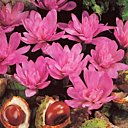 Colchique, c'est la fin de l'été Colchique, c'est la fin de l'été