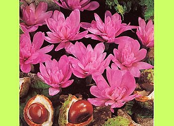 Colchique, c'est la fin de l'été