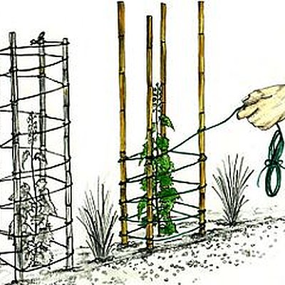 Pour un bon maintien de la ficelle faites un tour complet autour de chaque tuteur à chaque passage.