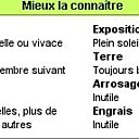 Mieux connaitre les roses trémières