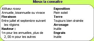 Mieux connaitre les roses trémières