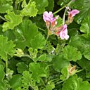 Feuilles et fleur de gérnium