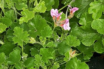 Feuilles et fleur de gérnium
