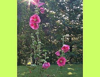 La rose trèmière, fleur du mal, car elle nait de sols ingrats.