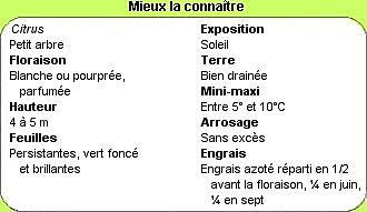 Tout savoir sur le citronnier en 1 clic !