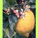 Les citronniers, même en bac, peuvent donner de beaux fruits.