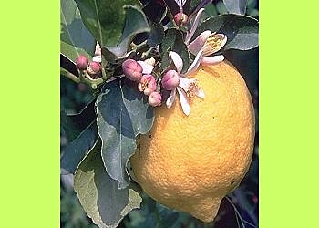 Les citronniers, même en bac, peuvent donner de beaux fruits.