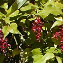 Le leycesteria aux fruits attirants et toxiques