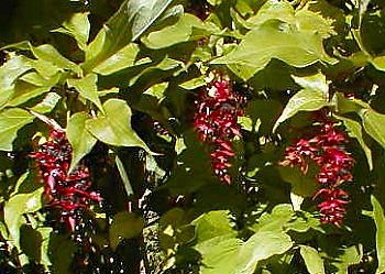 Le leycesteria aux fruits attirants et toxiques