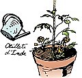 4- Remplis avec le même mélange de terreau et de compost jusqu'à 2 cm du bord du pot.