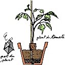 3- Enlève le pot du plant de tomate et placez-le à côté du tuteur.