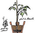 3- Enlève le pot du plant de tomate et placez-le à côté du tuteur.