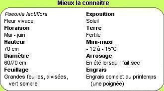 Mieux connaitre cette pivoine