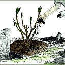 Je veux des hortensias bleus !