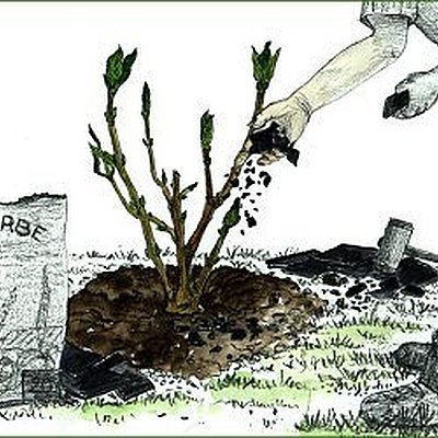 Je veux des hortensias bleus ! Je veux des hortensias bleus !