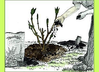 Je veux des hortensias bleus !