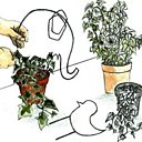 L'art de la topiaire, un loisir créatif abordable avec du Lierre et de l'imagination.