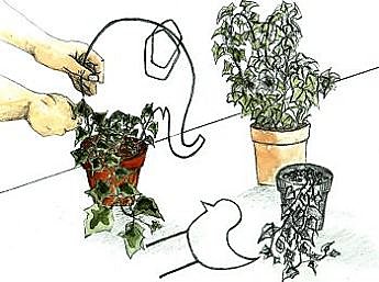 L'art de la topiaire, un loisir créatif abordable avec du Lierre et de l'imagination.