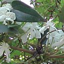 La clématite, blanche et précoce !