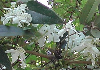 La clématite, blanche et précoce !