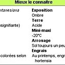 Vous saurez tout sur le Leucothoe