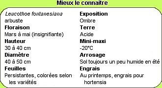 Vous saurez tout sur le Leucothoe