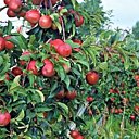 Les pommier offrent une variété de pommes aux couleurs infinies
