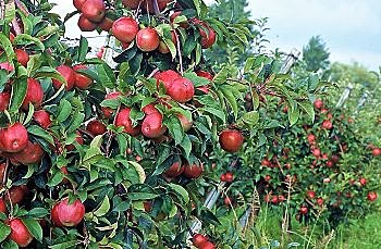 Les pommier offrent une variété de pommes aux couleurs infinies