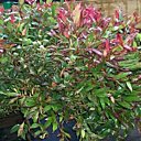 Leucothoe Scarletta