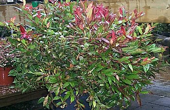 Leucothoe Scarletta