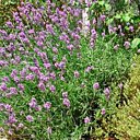 Pour une Lavande plus impressionnante, plantez-en trois, en triangle !