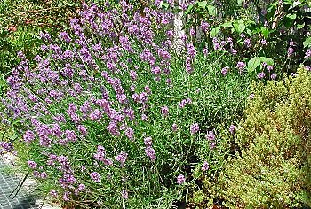 Pour une Lavande plus impressionnante, plantez-en trois, en triangle !