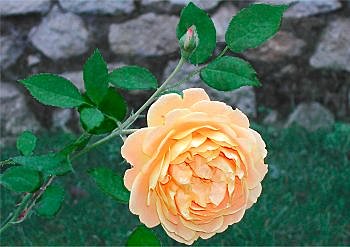 Des roses anglaises à toute épreuve