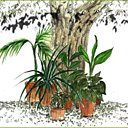 Qui arrosera vos plantes d'intérieur durant vos vacances ?