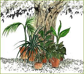 Qui arrosera vos plantes d'intérieur durant vos vacances ?