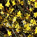 Dans mon jardin d'hiver