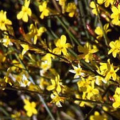 Dans mon jardin d'hiver