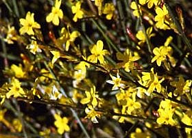 Dans mon jardin d'hiver