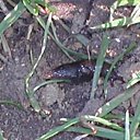 Pour lutter efficacement et biologiquement contre la limace vous pouvez utiliser soit les nématodes, soit des pièges à "Bière".