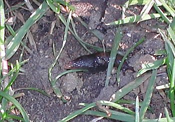 Pour lutter efficacement et biologiquement contre la limace vous pouvez utiliser soit les nématodes, soit des pièges à "Bière".